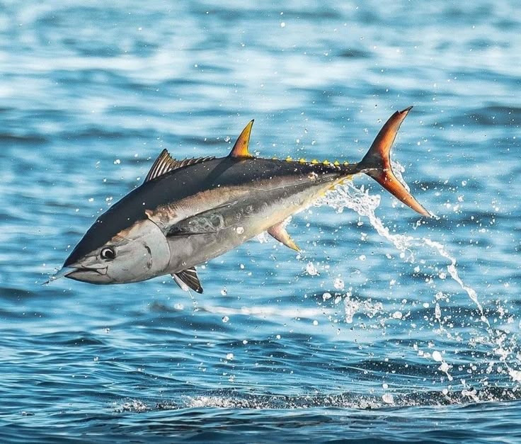 Analisis Ikan Tuna